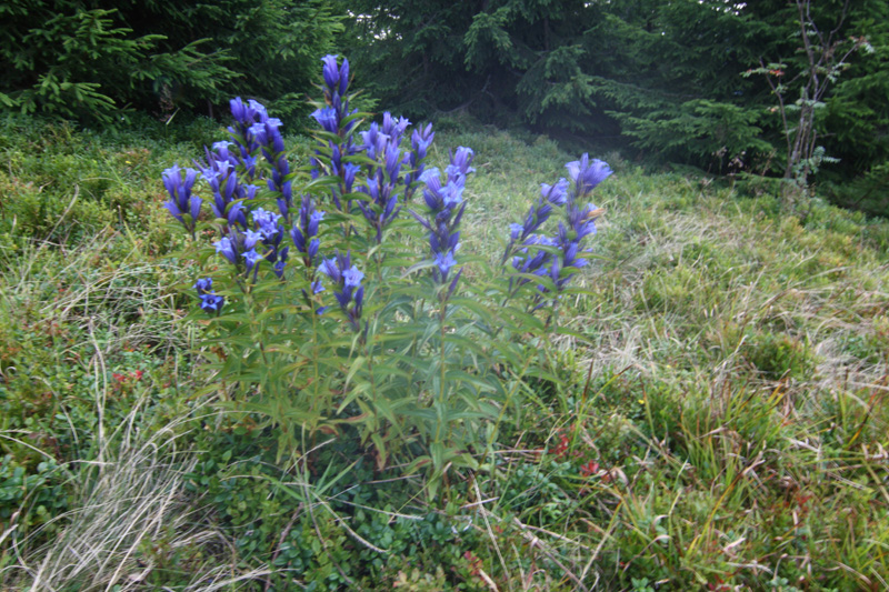 ���� ������ � ��������